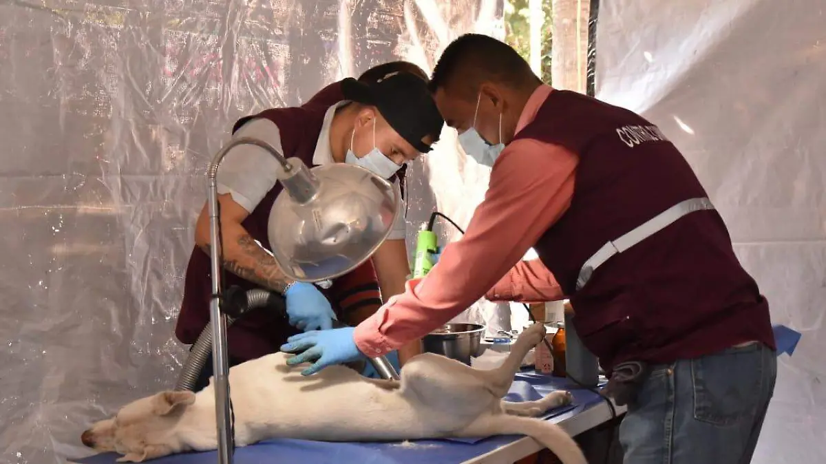 33 Realizan esterilizaciones gratuitas para mascotas en el Parque Morelos2